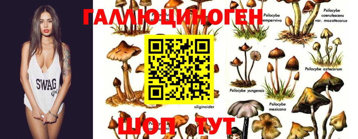 Галлюциногенные грибы прущие грибы Апшеронск